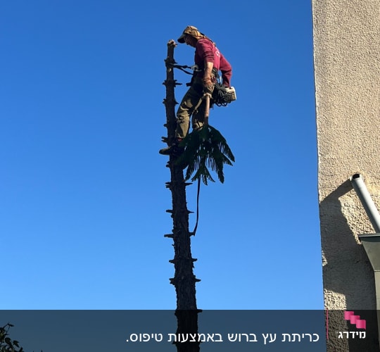 אדם גוזם עץ עם מסור חשמלי